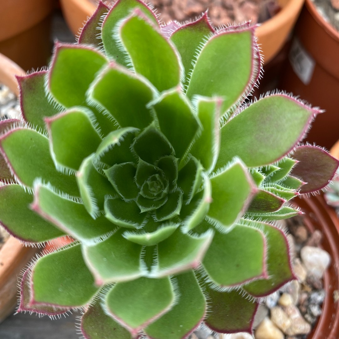 Aeonium Firecracker in the GardenTags plant encyclopedia