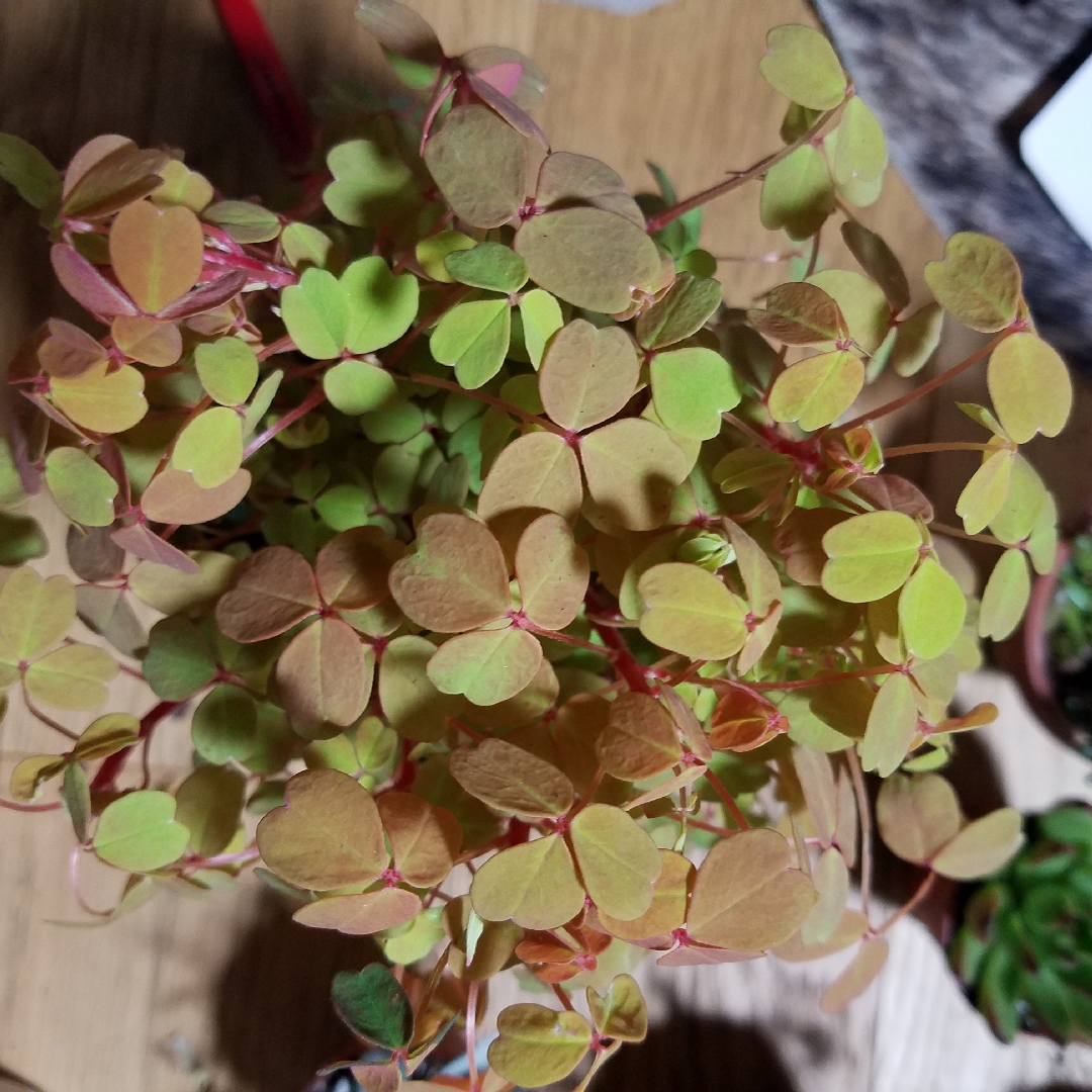 Golden Oxalis in the GardenTags plant encyclopedia