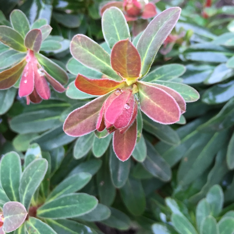 Martins Spurge Baby Charm in the GardenTags plant encyclopedia