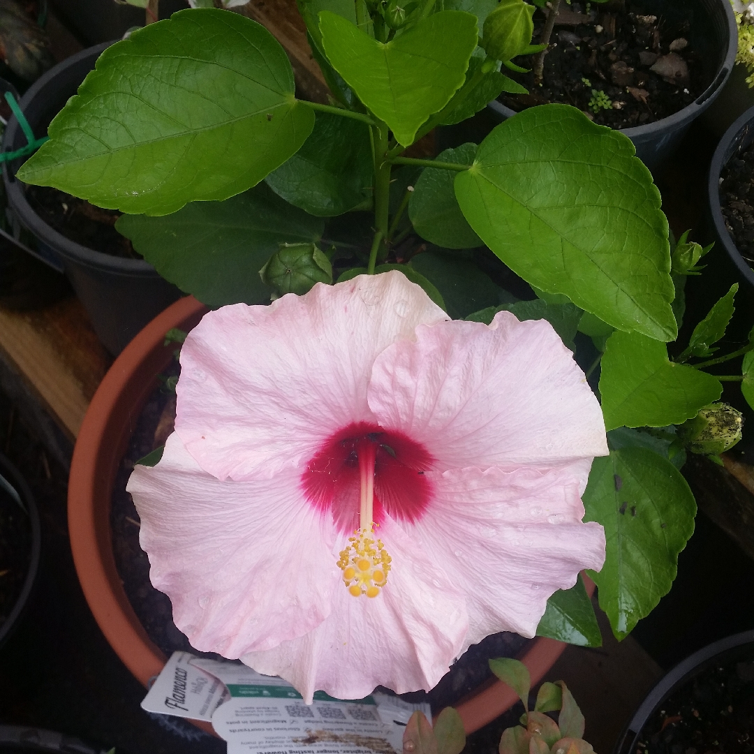 Hibiscus Adonicus Pearl in the GardenTags plant encyclopedia