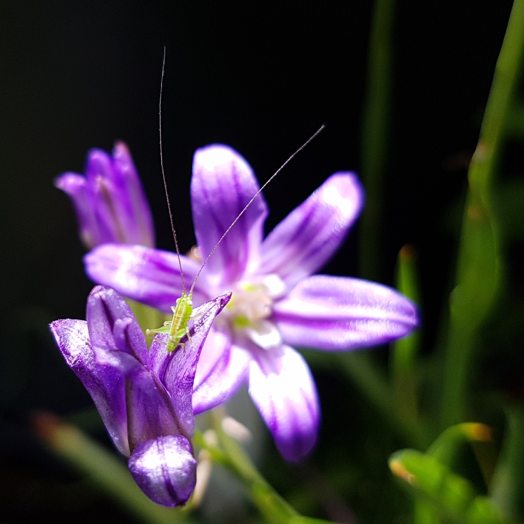 Elegant Cluster-lily in the GardenTags plant encyclopedia