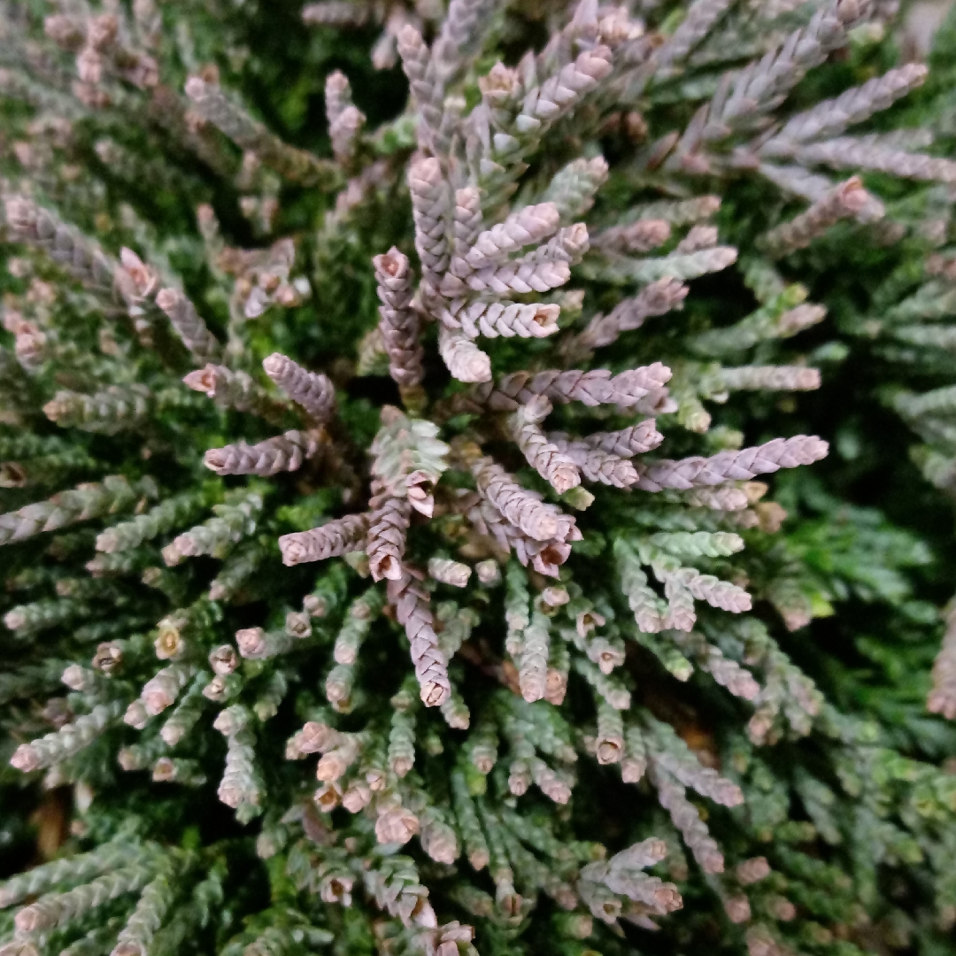 Creeping juniper Monber in the GardenTags plant encyclopedia