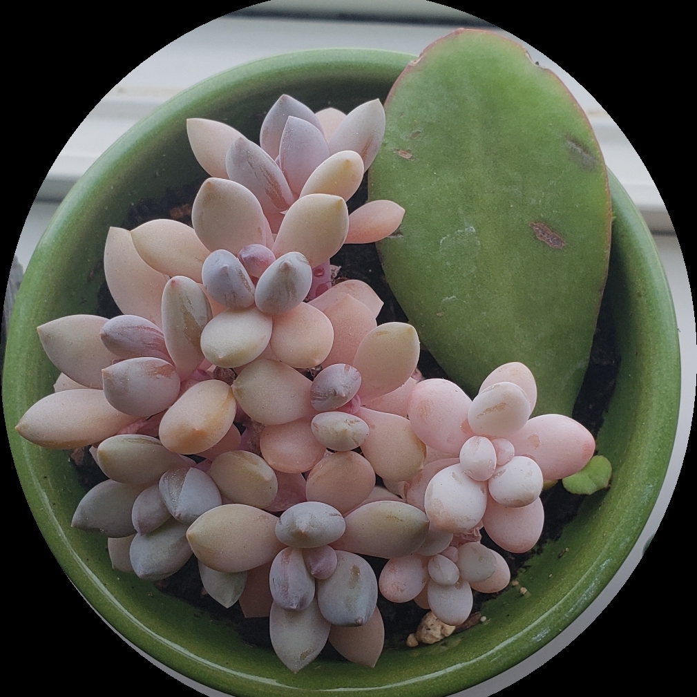 Pachyphytum Machucae in the GardenTags plant encyclopedia