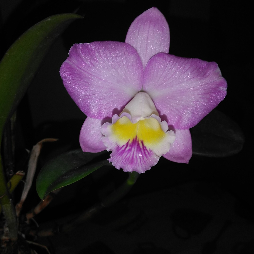 Cattleya hybrid in the GardenTags plant encyclopedia