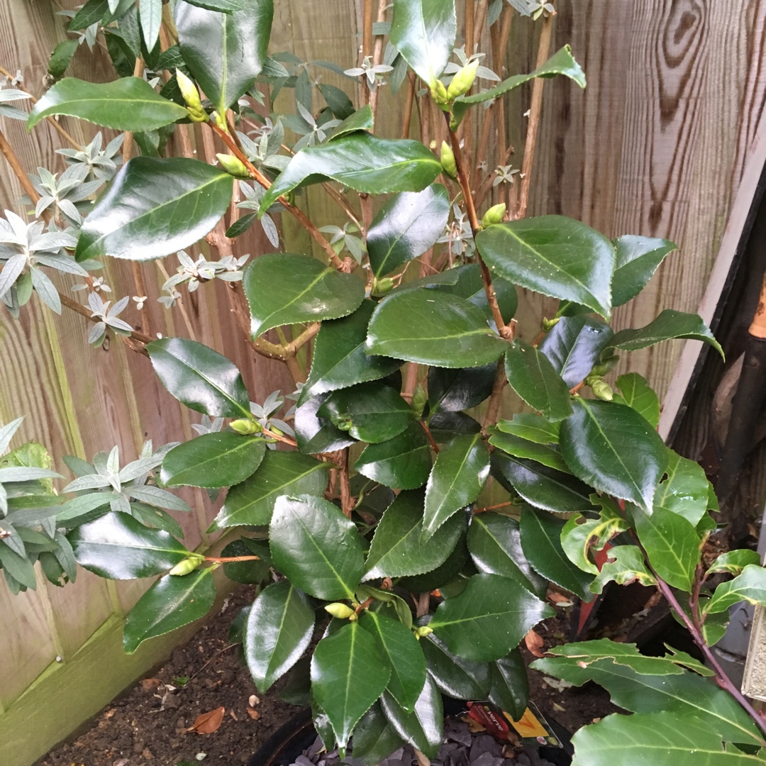 Camellia Midnight in the GardenTags plant encyclopedia