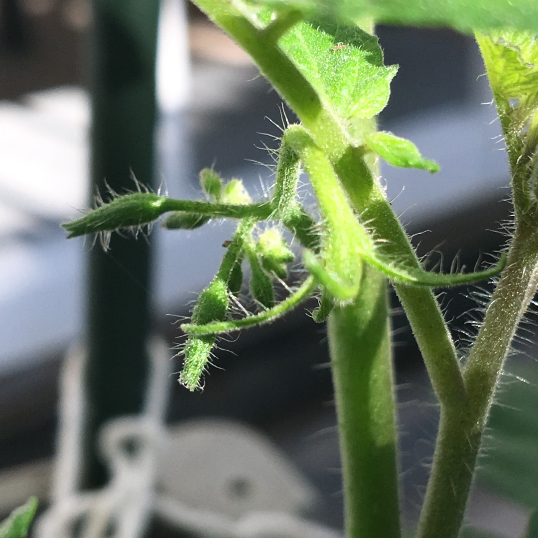 Grape Tomato in the GardenTags plant encyclopedia