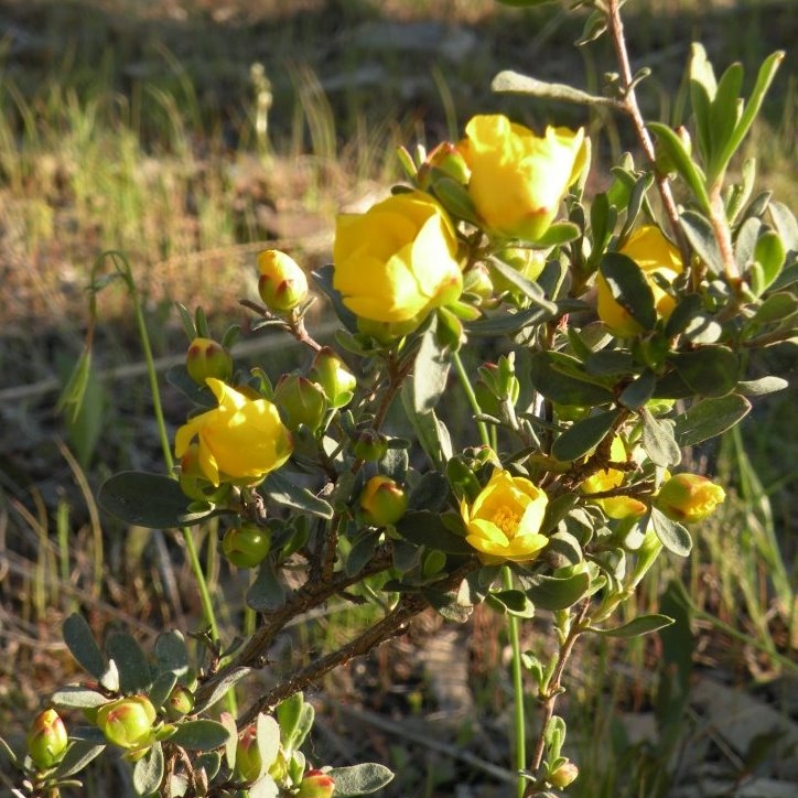 Hoary Guinea Flower in the GardenTags plant encyclopedia