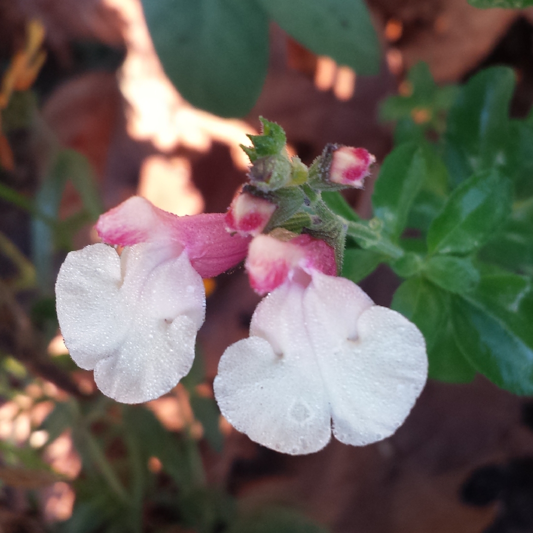 Salvia Autumn Moon in the GardenTags plant encyclopedia