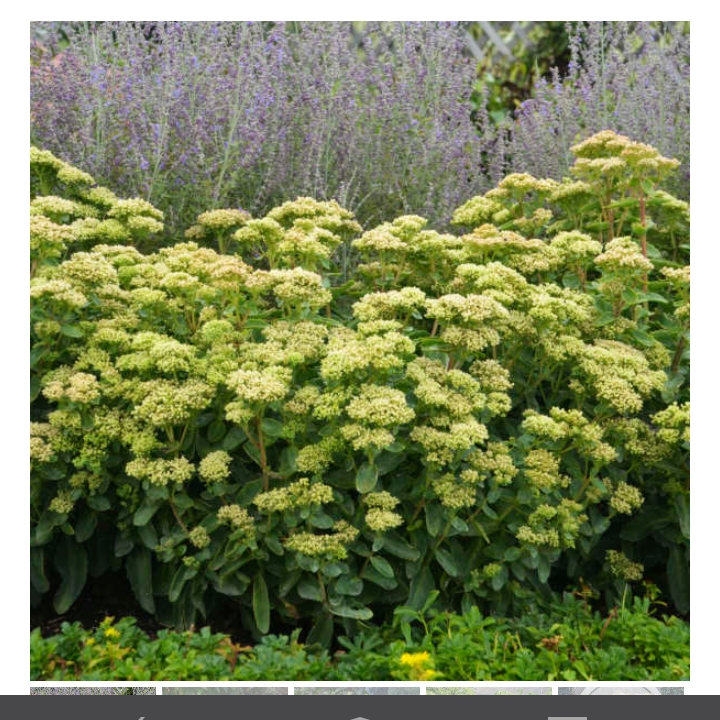 Stonecrop Lemon Jade in the GardenTags plant encyclopedia