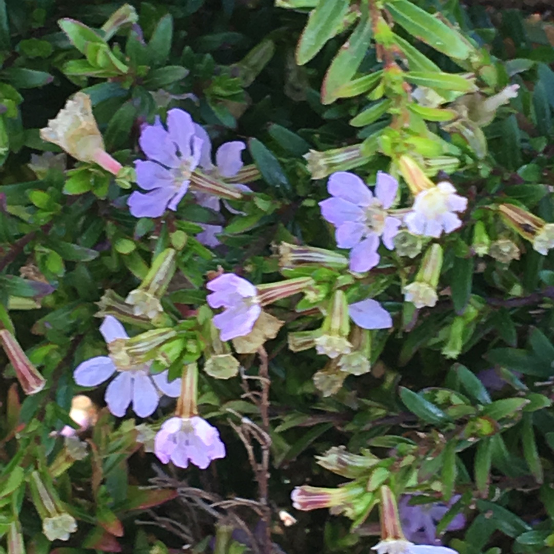 False Heather Lavender Lace in the GardenTags plant encyclopedia