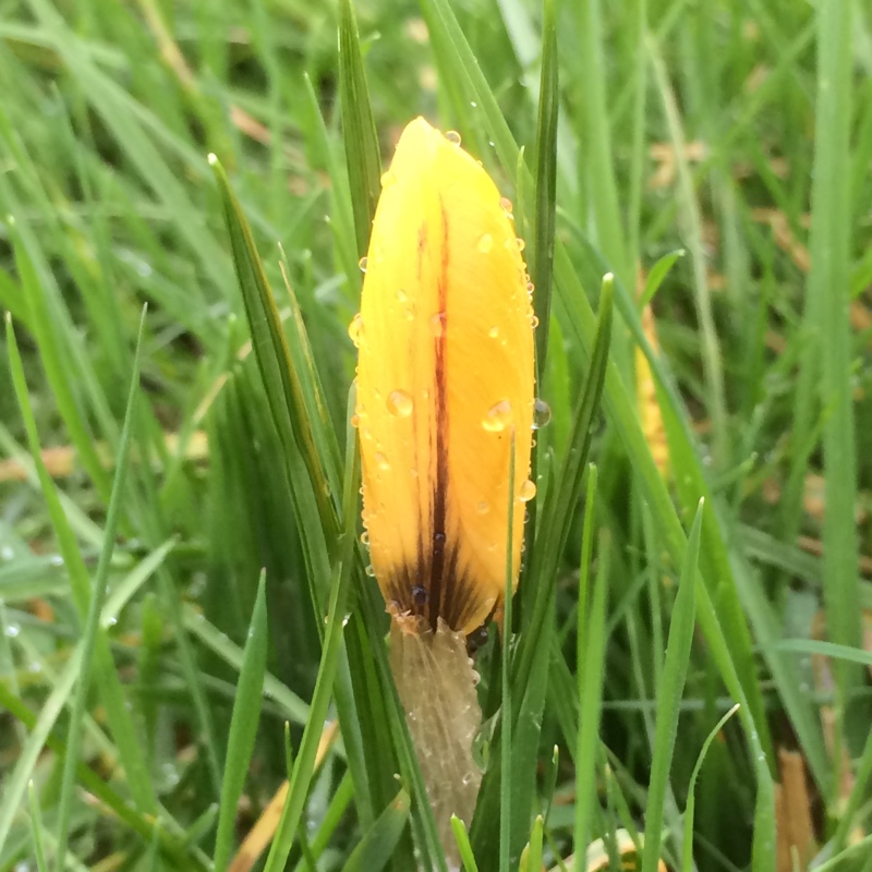 Crocus Golden Yellow in the GardenTags plant encyclopedia