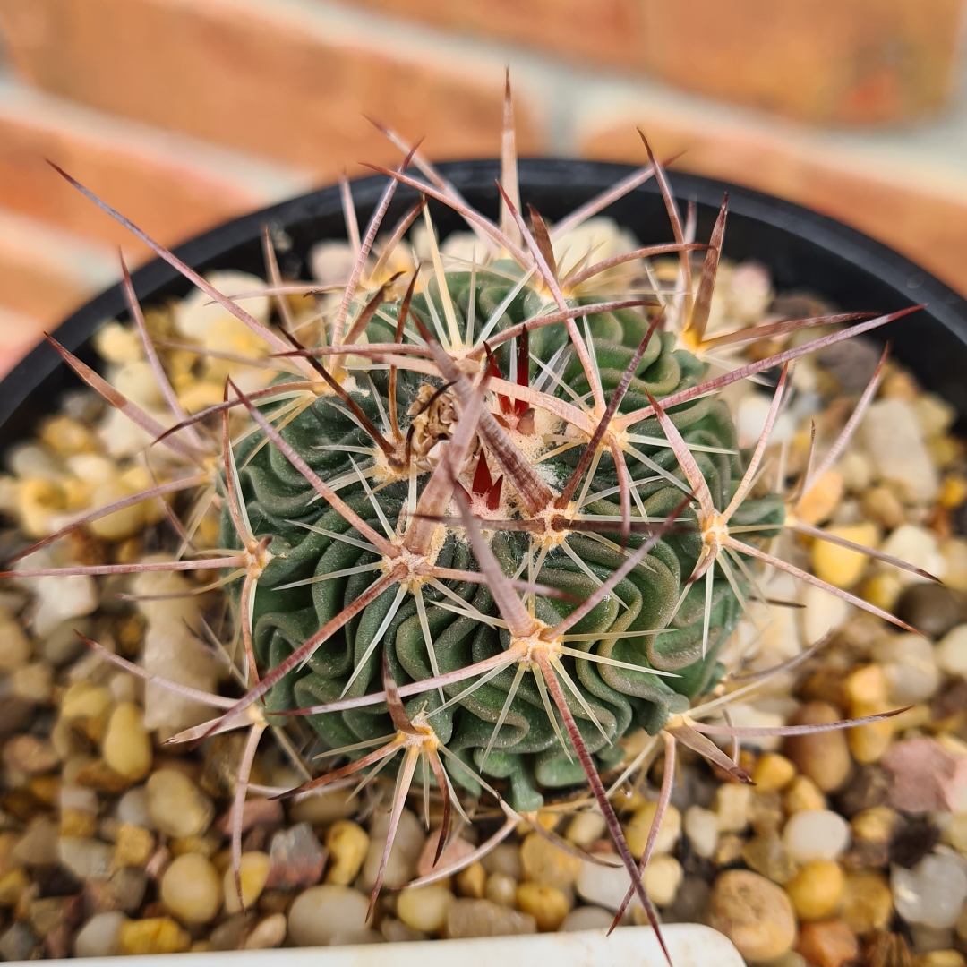 Stenocactus hastatus in the GardenTags plant encyclopedia