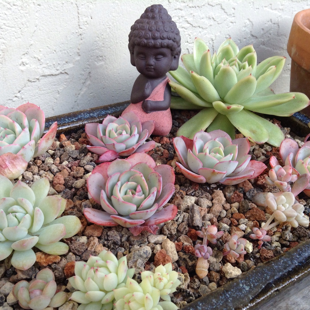 Echeveria Atlantis in the GardenTags plant encyclopedia