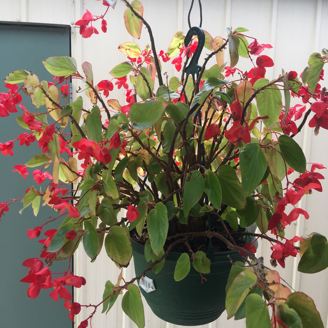 Wax Begonia Big in the GardenTags plant encyclopedia