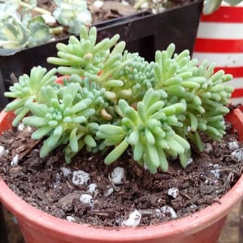 Sedum rubens 'Lizard Of Madagascar', Sedum 'Lizard Of Madagascar' in ...