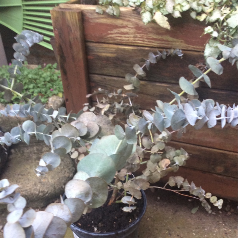 Gum Tree Pulverulenta in the GardenTags plant encyclopedia