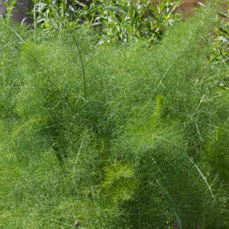 Fennel in the GardenTags plant encyclopedia