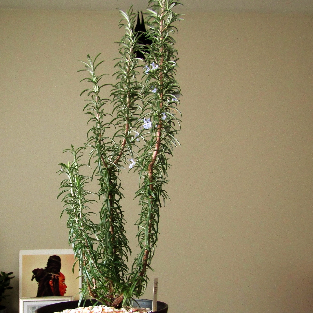 Rosemary Barbeque in the GardenTags plant encyclopedia