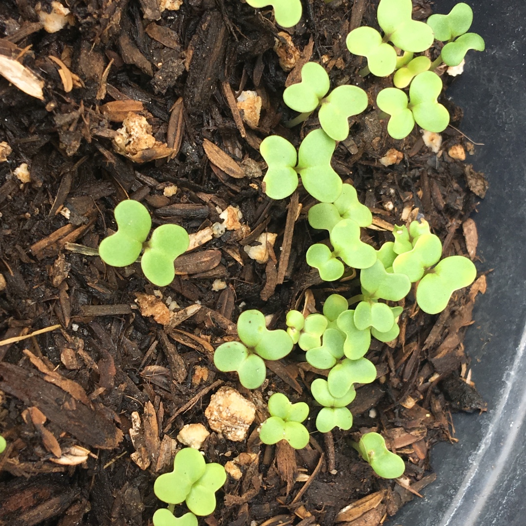 Mustard Florida Broadleaf in the GardenTags plant encyclopedia