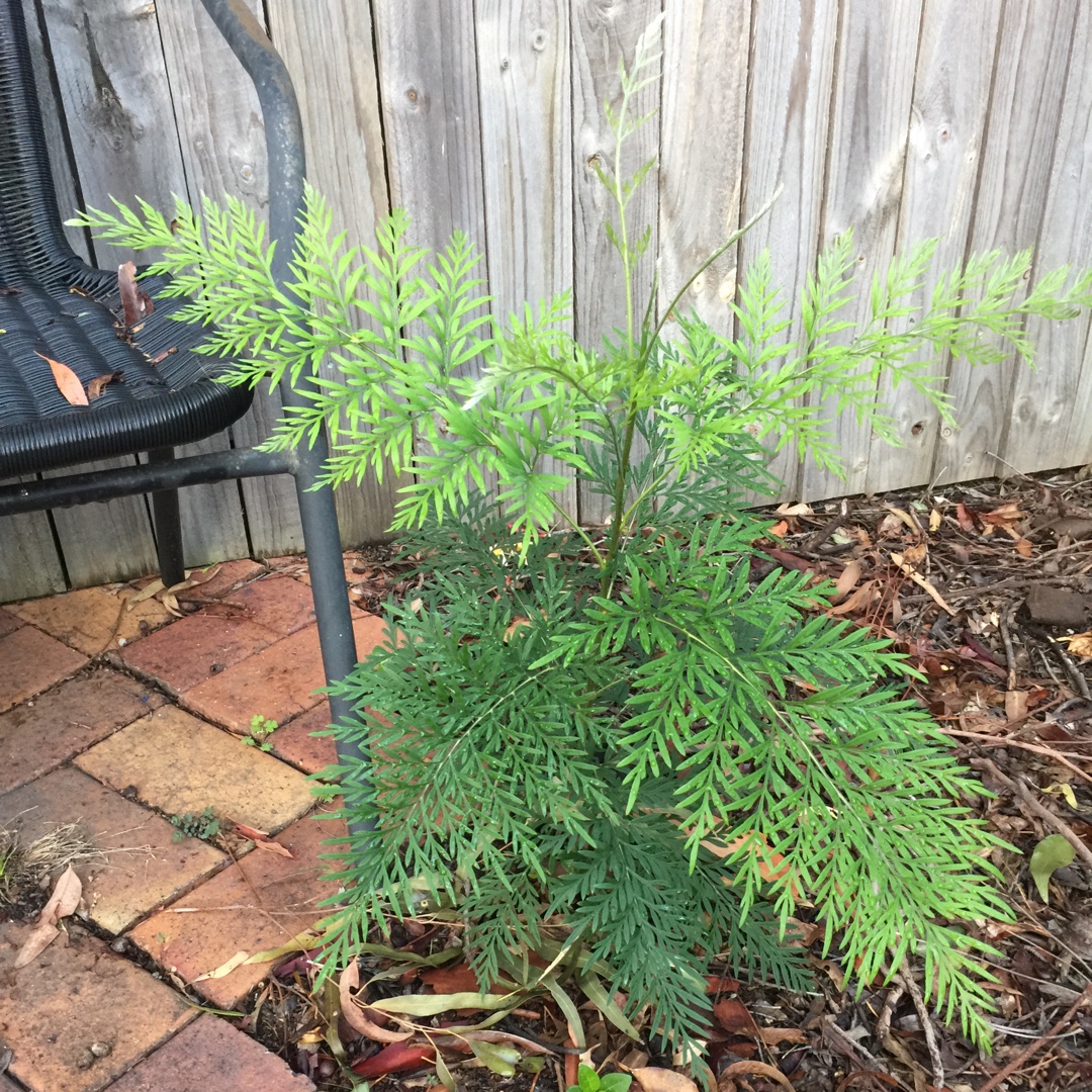 Grevillea 'Alba', White spider flower in GardenTags plant encyclopedia