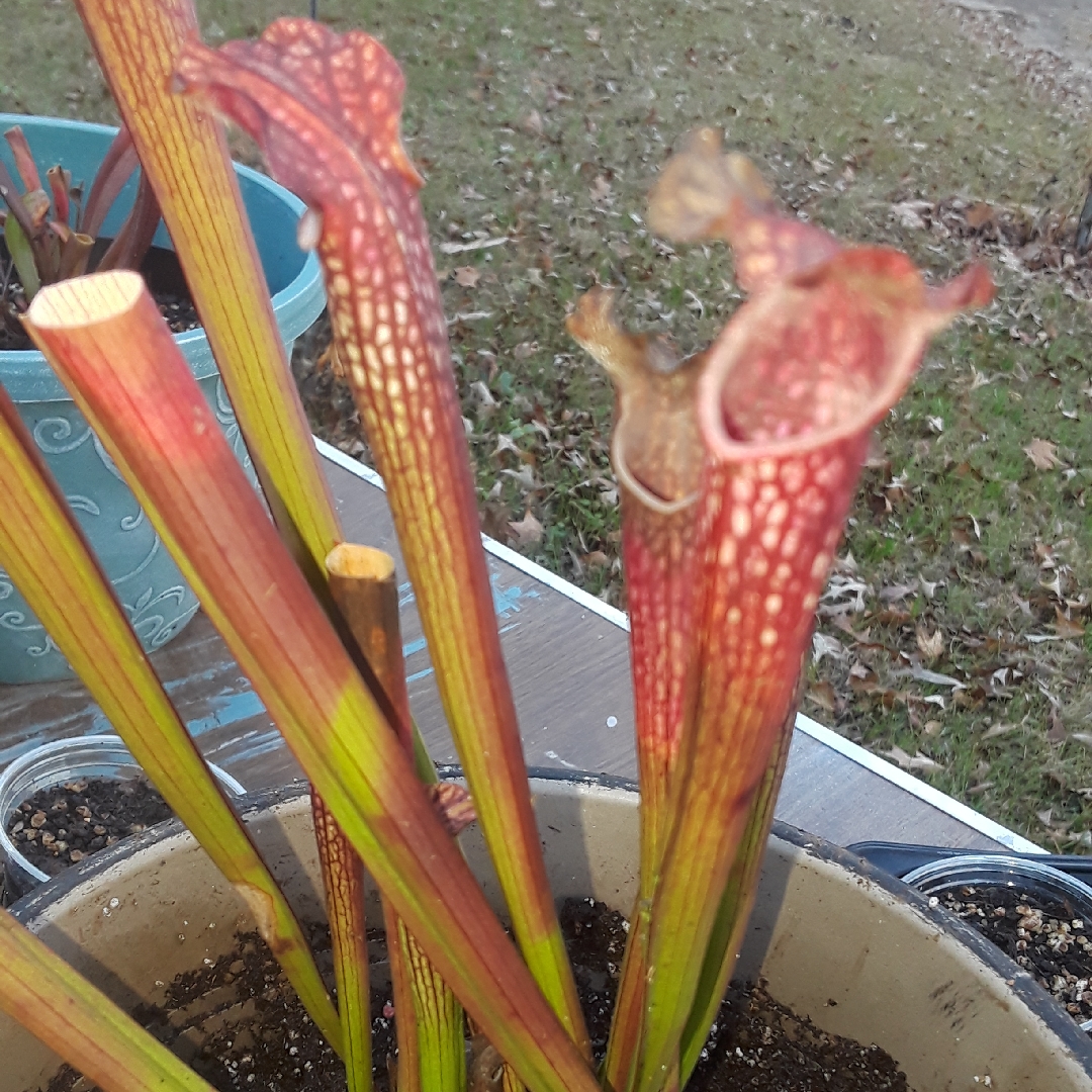 Pitcher Plant Night Sky x leucophylla in the GardenTags plant encyclopedia