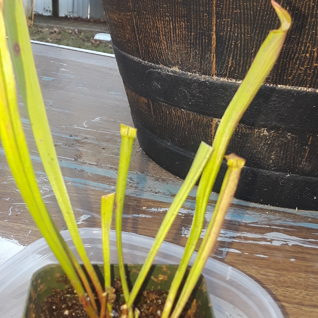 Pitcher Plant Rubra Van Rubra in the GardenTags plant encyclopedia