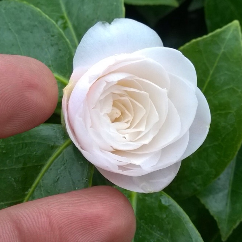 Camellia Commander Mulroy in the GardenTags plant encyclopedia