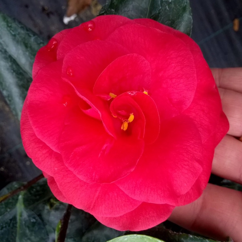 Camellia Ace of Hearts in the GardenTags plant encyclopedia