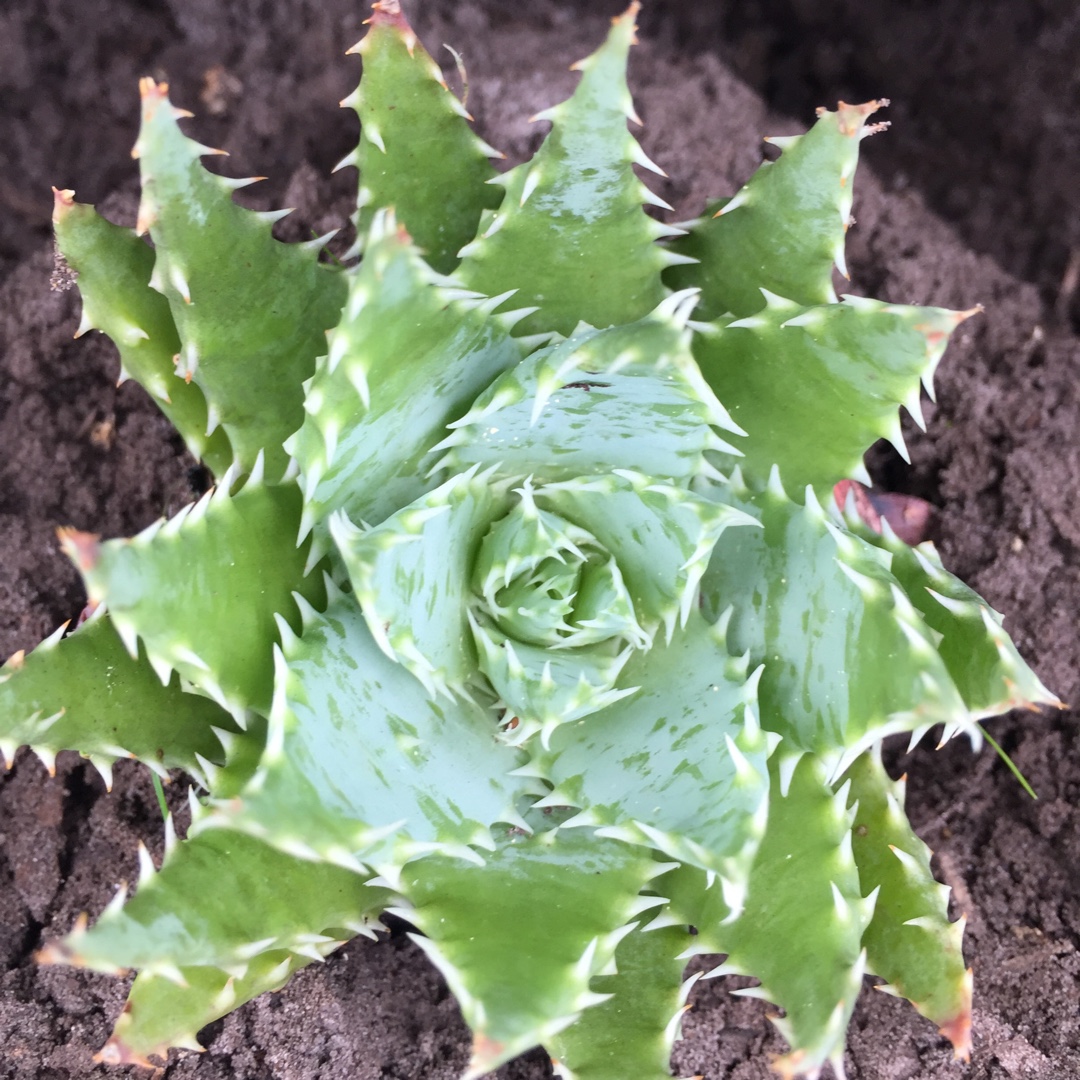 Aloe Mountain Gem in the GardenTags plant encyclopedia