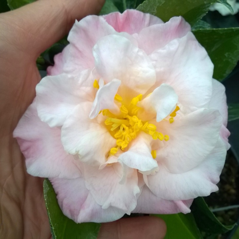 Camellia Laurie Bray in the GardenTags plant encyclopedia