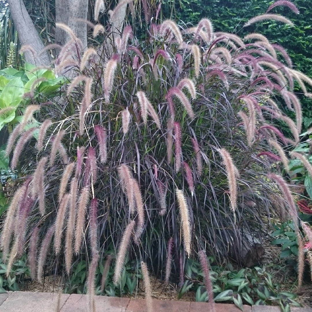 Purple Fountain Grass Purple Mist in the GardenTags plant encyclopedia