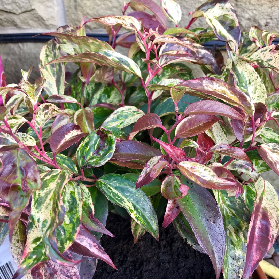 Dog-hobble Rainbow in the GardenTags plant encyclopedia