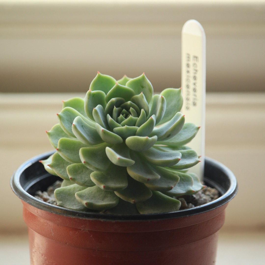 Echeveria Mexicensis in the GardenTags plant encyclopedia