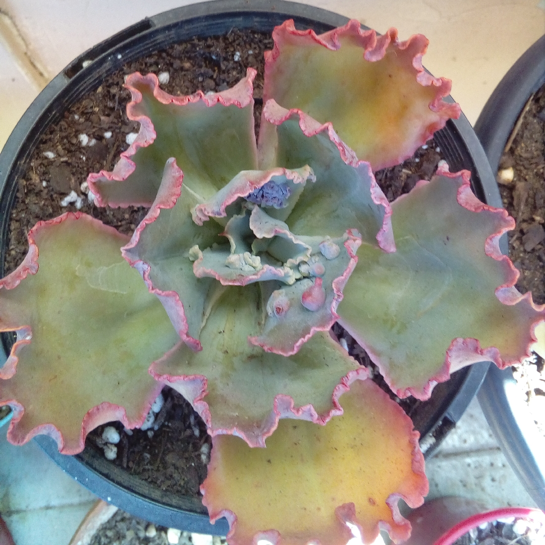 Echeveria Bumps in the GardenTags plant encyclopedia