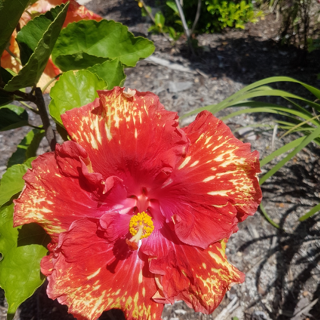 Hibiscus Sun Showers in the GardenTags plant encyclopedia