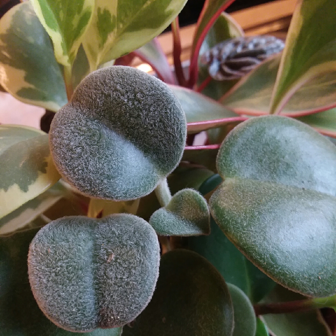 Felted Pepperface, Felted Peperomia in the GardenTags plant encyclopedia