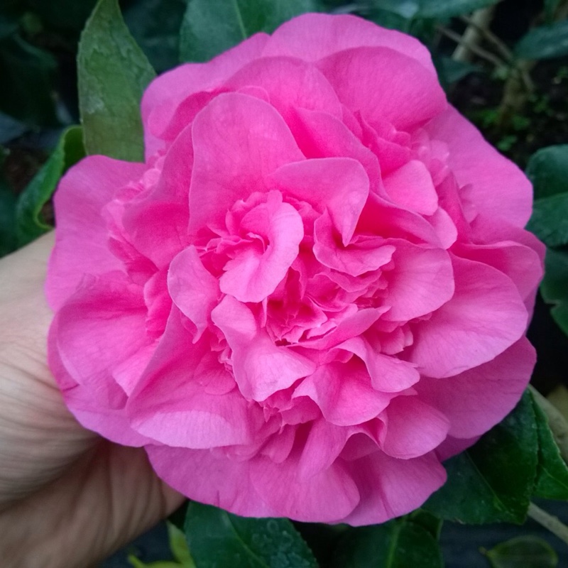 Camellia Debbie in the GardenTags plant encyclopedia