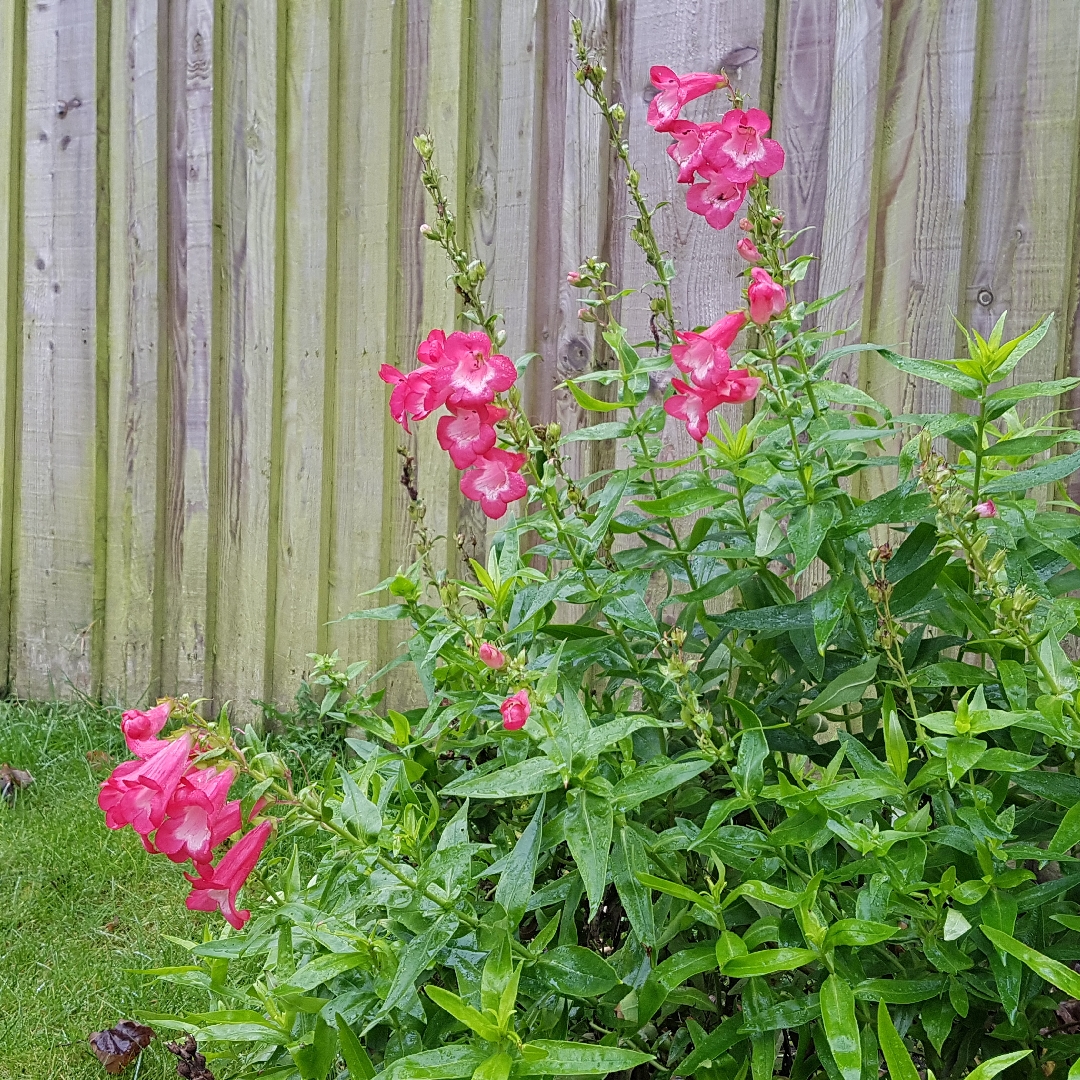 Penstemon 'bubblegum', Penstemon 'bubblegum' In Gardentags Plant 