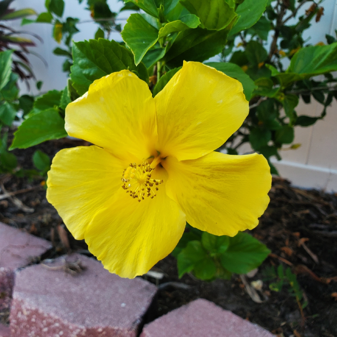 Tropical Hibiscus Fort Myers Yellow in the GardenTags plant encyclopedia