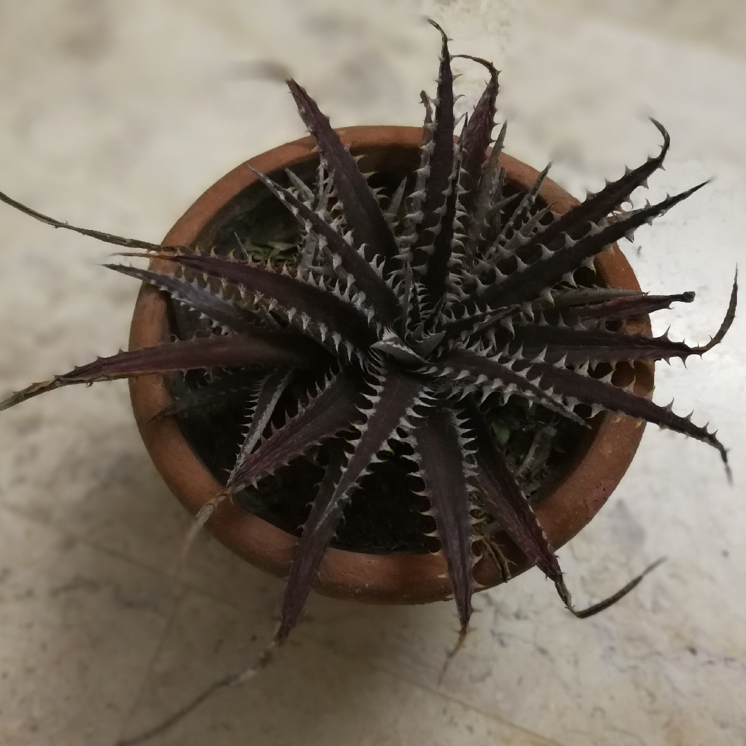 Dyckia Bromeliad Brittle Star in the GardenTags plant encyclopedia