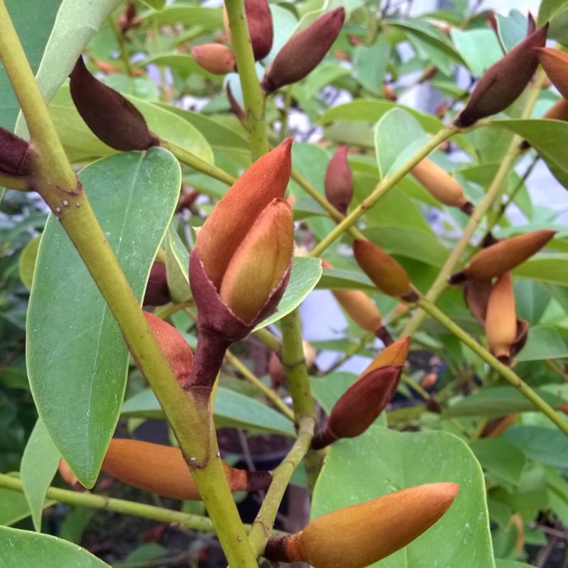 Michelia Fairy White in the GardenTags plant encyclopedia