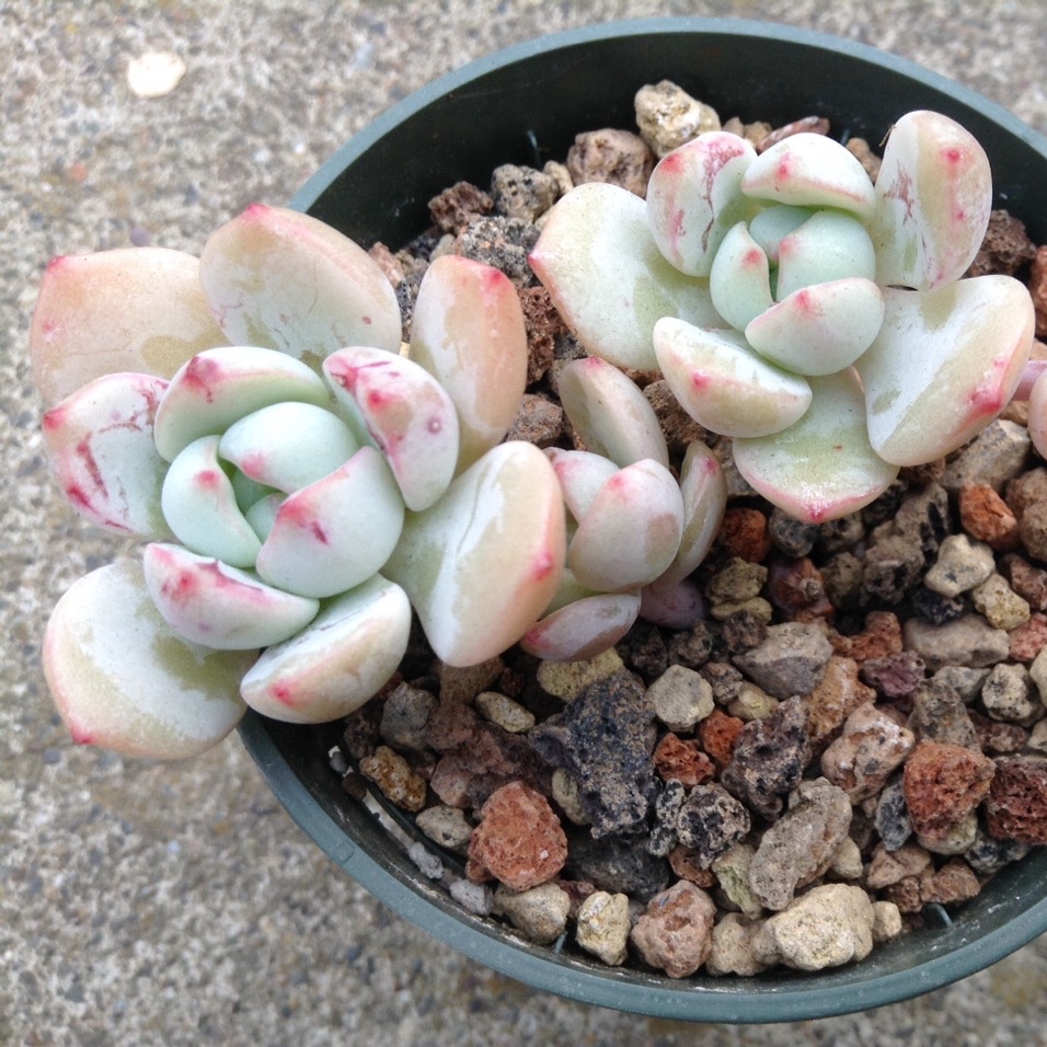 Sedeveria Pudgy in the GardenTags plant encyclopedia