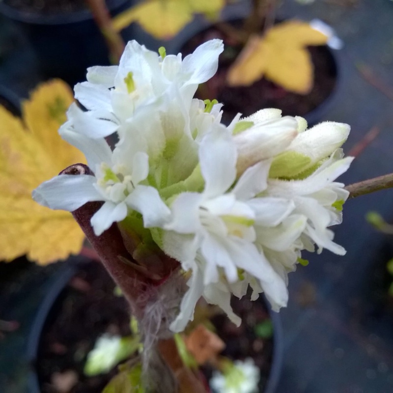 Flowering Currant Elkingtons White in the GardenTags plant encyclopedia