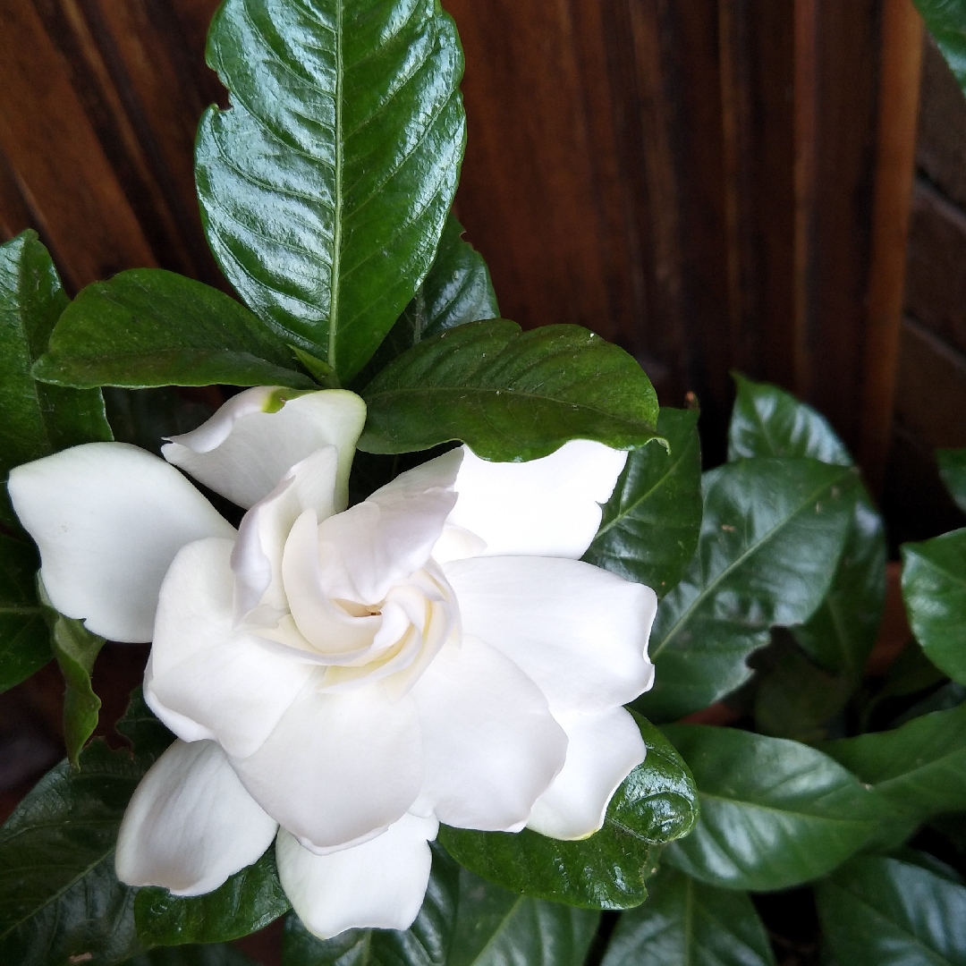 Gardenia Professor Pucci in the GardenTags plant encyclopedia