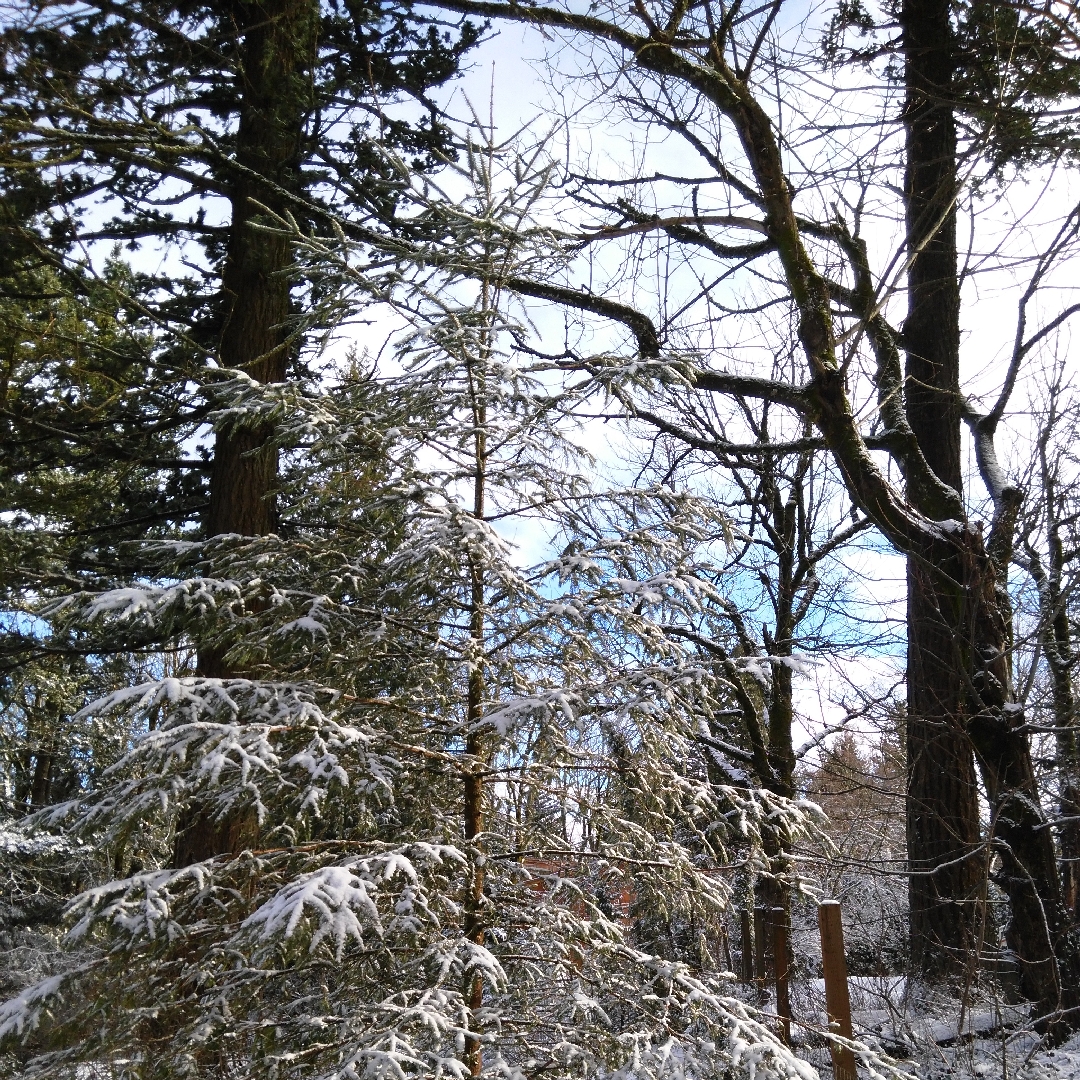 Rocky Mountain Fir in the GardenTags plant encyclopedia