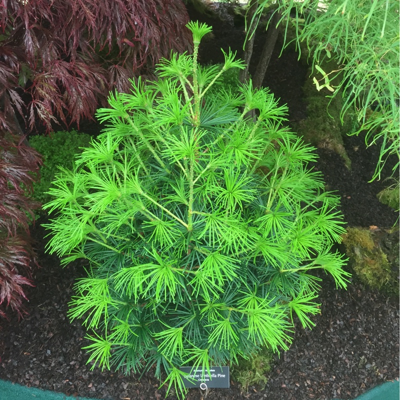 Japanese Umbrella Pine in the GardenTags plant encyclopedia