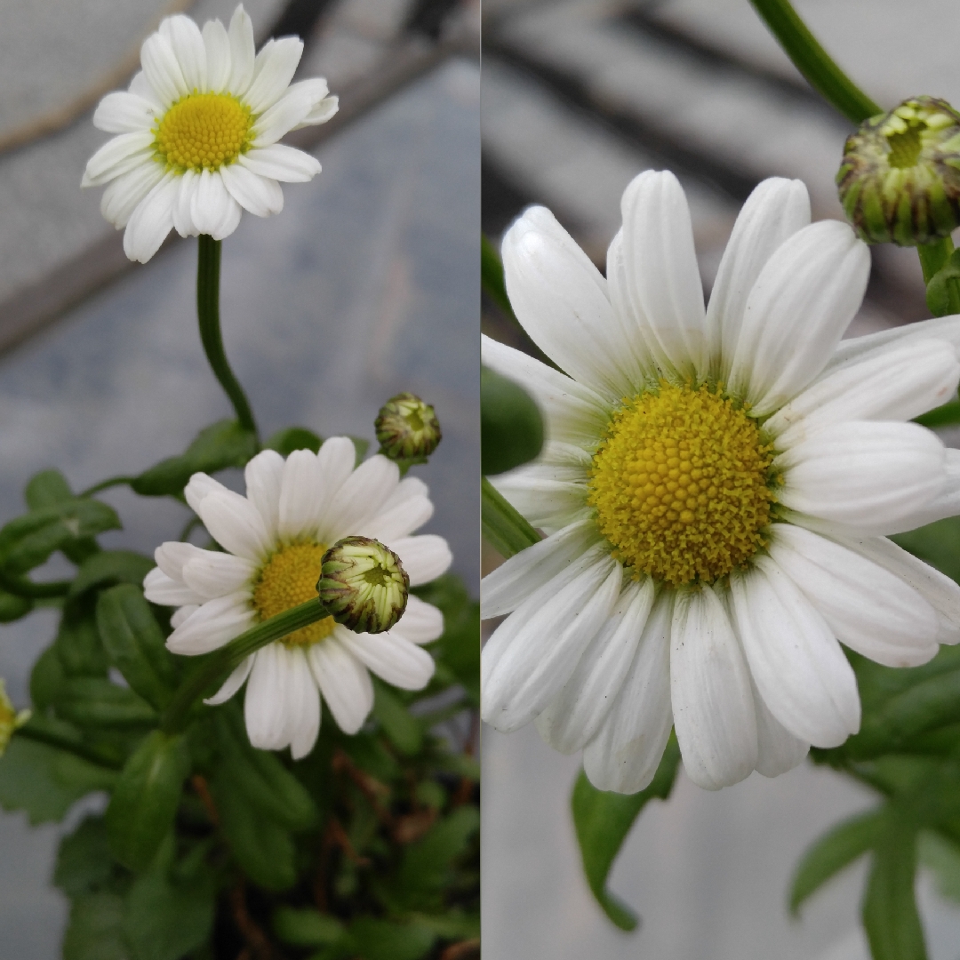 Shasta Daisy Darling Daisy in the GardenTags plant encyclopedia