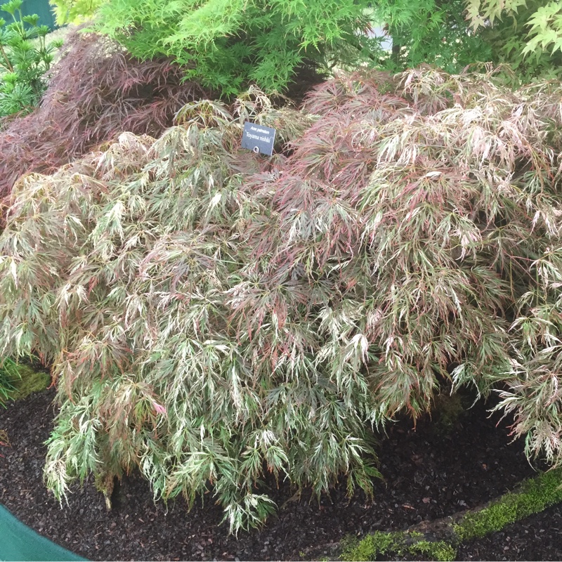 Japanese Maple Beni-shidare Tricolor in the GardenTags plant encyclopedia