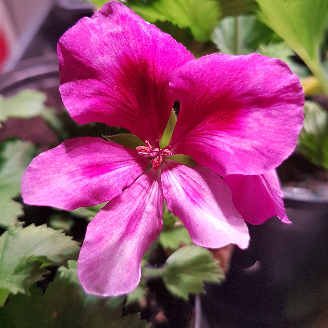 Pelargonium Montys Magic (Regal) in the GardenTags plant encyclopedia