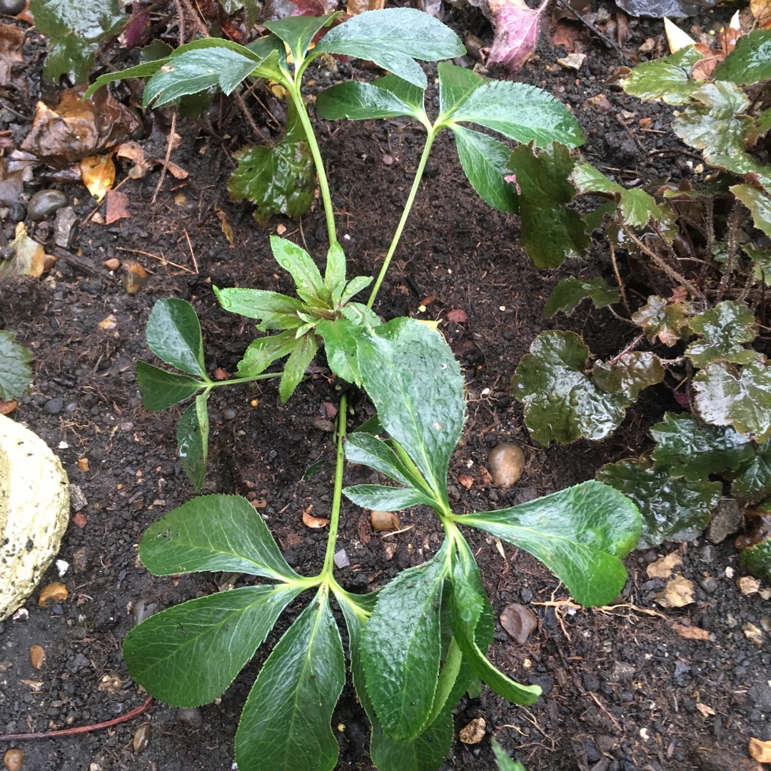 Hellebore Harvington Red in the GardenTags plant encyclopedia